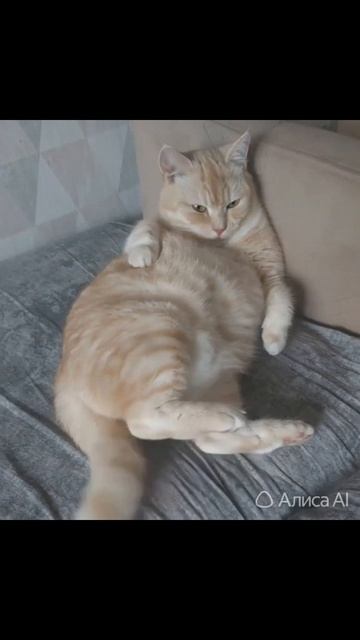 подпишись