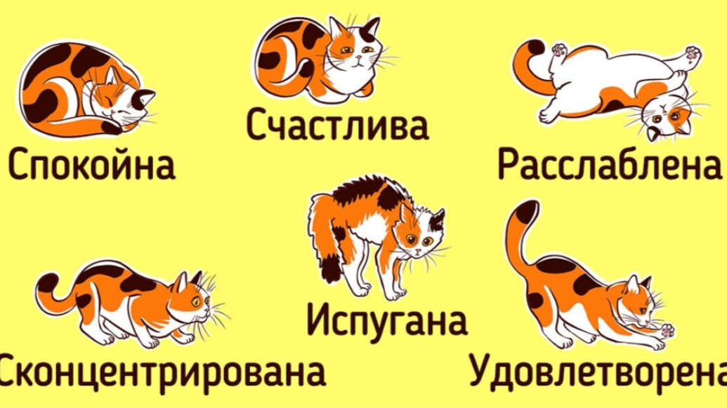 КАК НАЙТИ ОБЩИЙ ЯЗЫК СО СВОИМ КОТОМ AdMe