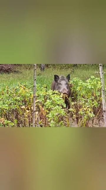 Кабанчики у нашего друга на даче в Тверской области 😱