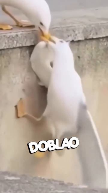 Юмор от чаек
