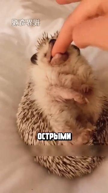 Я люблю всех животных😇