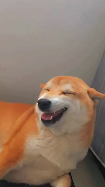 Довольный пёс