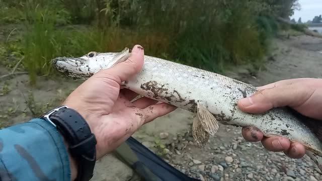 Щука на Донную снасть. Насадка Перловка. Закономерность или случайность.