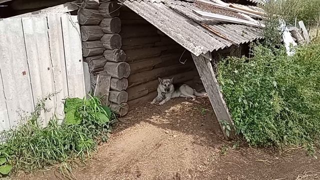 Дом у озера. Султан ищет новый дом. 24.08.2026.