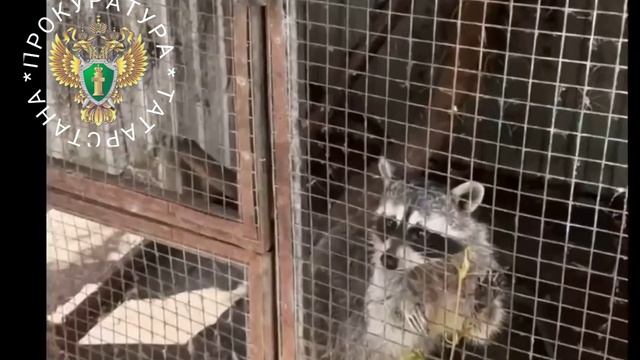 Прокуратура Нижнекамска нашла нарушения в зоопарке «Ноев ковчег»