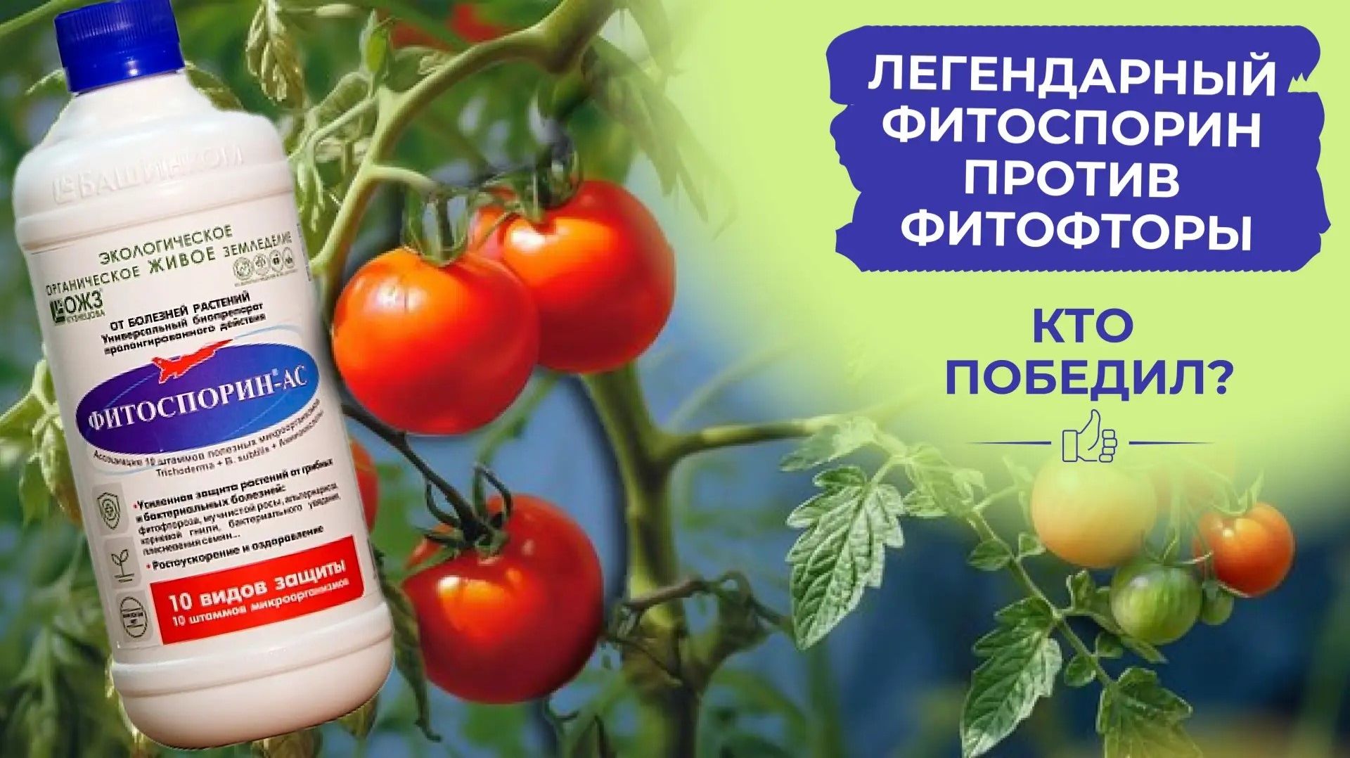 Как победить фитофтору? Томаты чувствуют себя прекрасно. Смотрите!