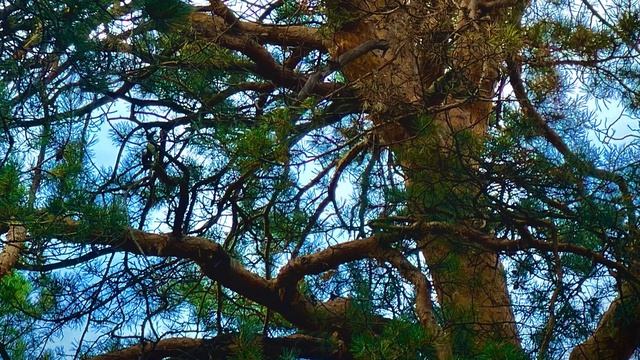 Погулять в лесу👫🌳🌾🌲природа Среднего Урала🌲🌲🌲🌲