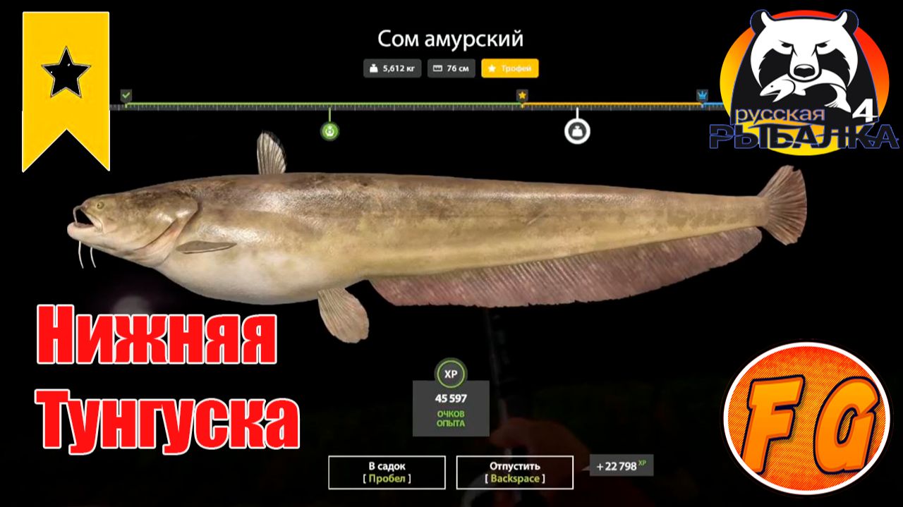 ТРОФЕЙ Сом амурский. Нижняя Тунгуска. Русская рыбалка 4. рр4. Russian Fishing 4