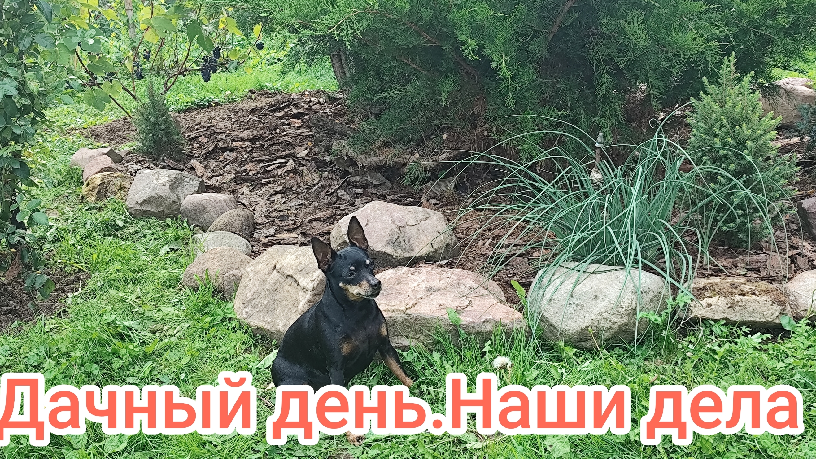 Один день из жизни на даче.