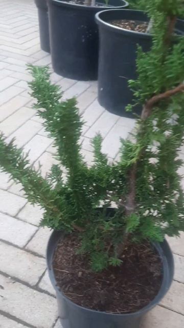 ❤🌲Кипарисовик Тедди Биар
✔Продажа растений в макс и телегра  канале: Https://t.me/love_is_hvoiny_dvo