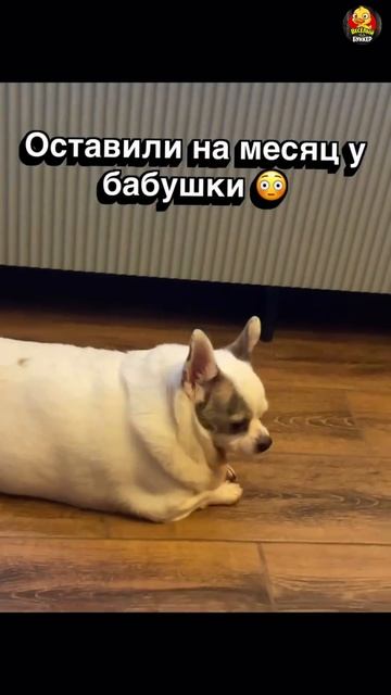 У бабушки на каникулах 😄👀