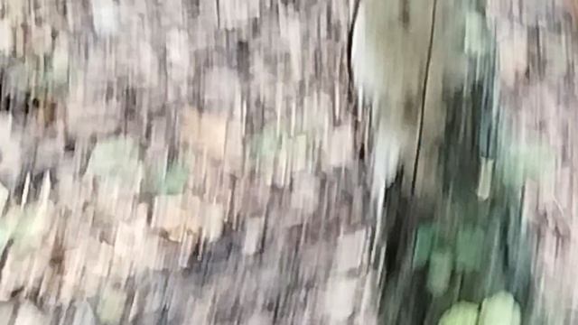 Смелые белки