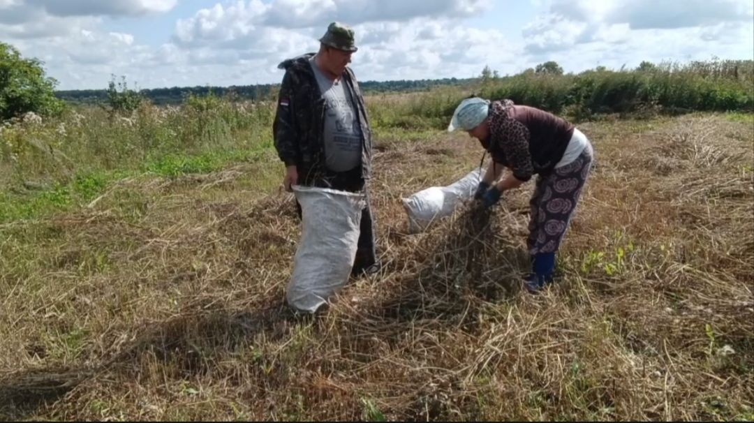 НЕ ПРОПАДЁМ НАШИ ТРУДЫ, СЪЕЗДИЛИ НА ОГОРОД СОБРАЛИ УРОЖАЙ