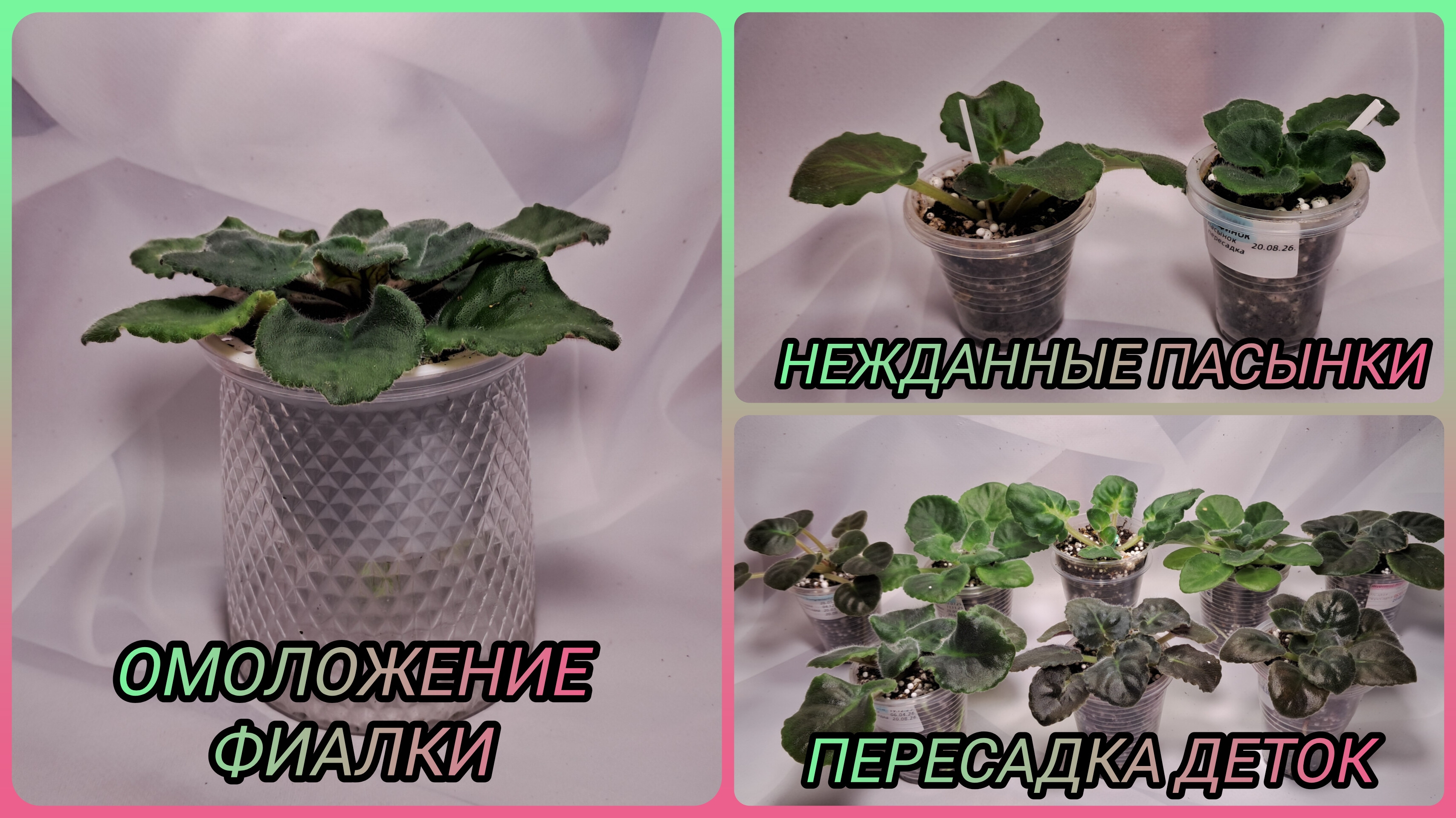 Омоложение фиалки. Пересадки деток.
