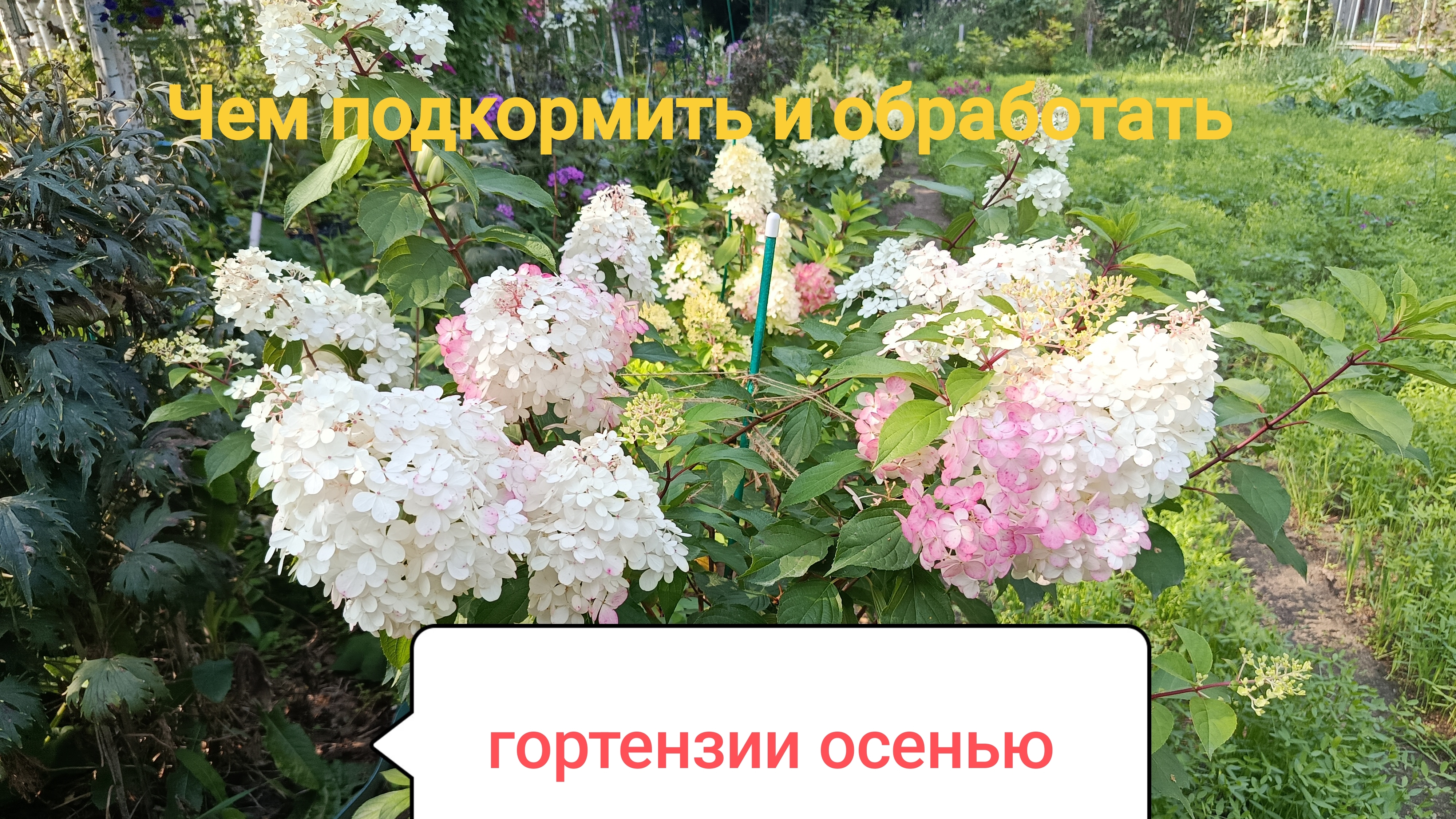 Гортензия осенью.  Чем подкормить и обработать?