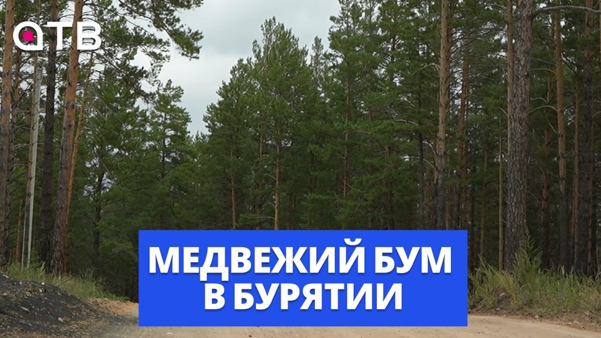 Медвежий бум в Бурятии | Почему они стали чаще выходить из леса, и как избежать трагедии?