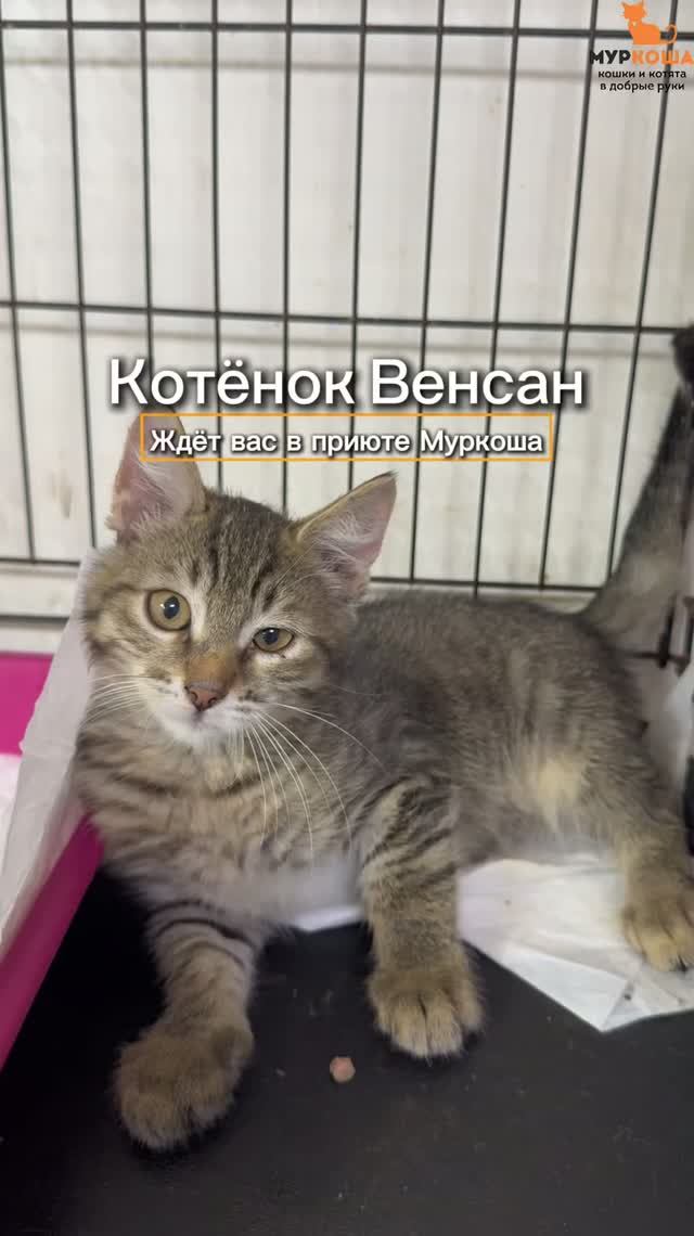 Венсан ждёт вас в приюте #Муркоша