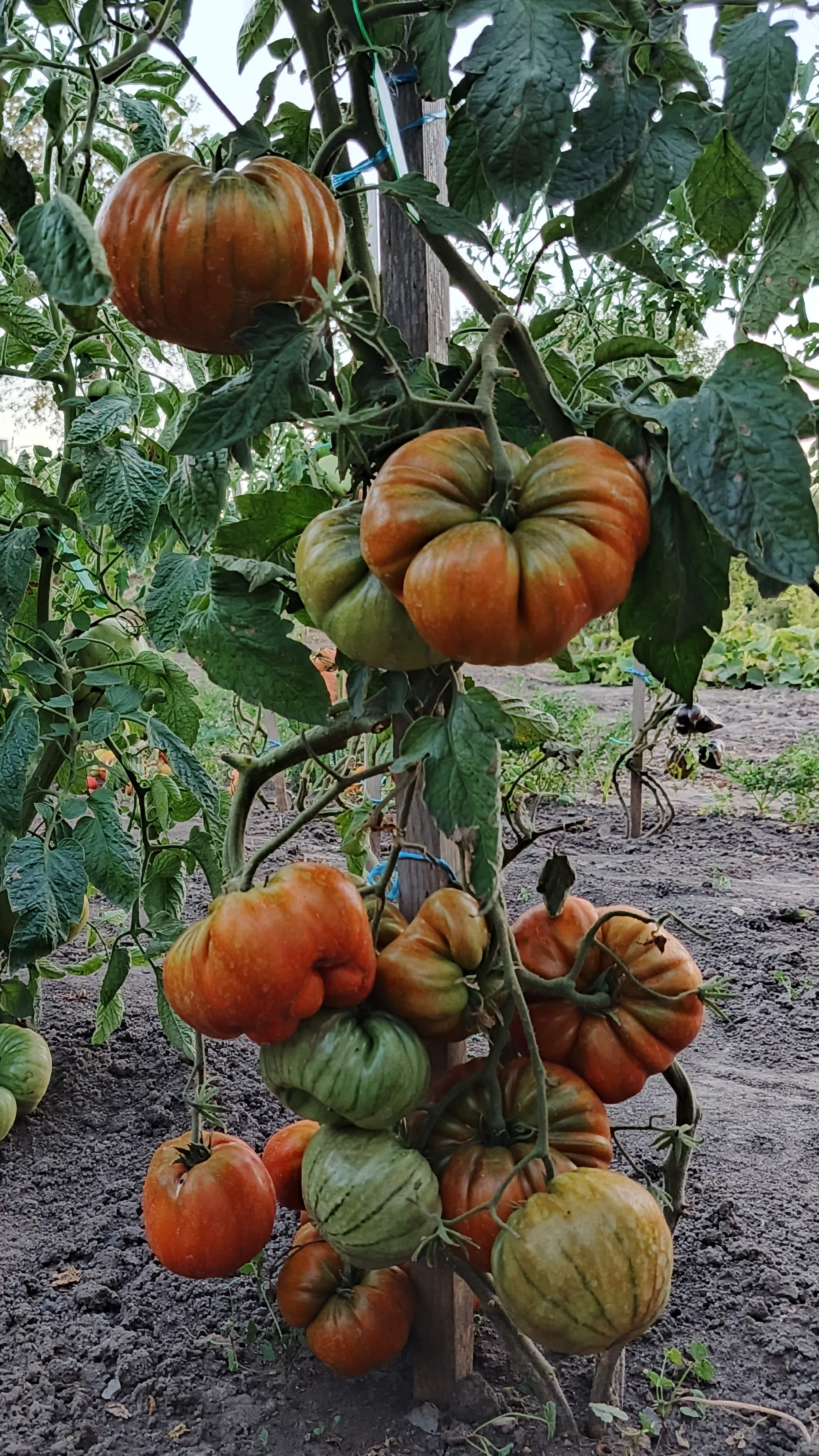 Томат Бычье сердце из Ниццы 🍅 Мясистый, сладкий сорт. Обзор и характеристики.