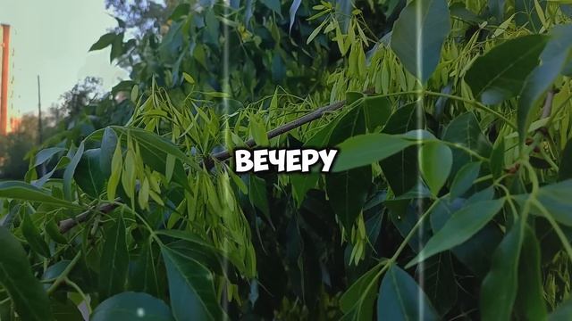 Муж привёл беременную любовницу в дом и назвал её суррогатной матерью. Но жена узнала правду
