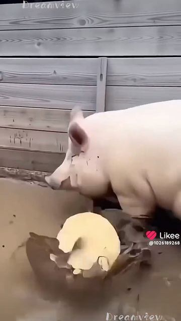 а у нас идут разборки