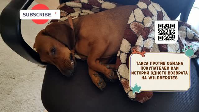 Такса Алиса против обмана покупателей. История одного возврата на Wildberries