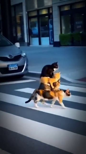 а мы катаемся друг на друге