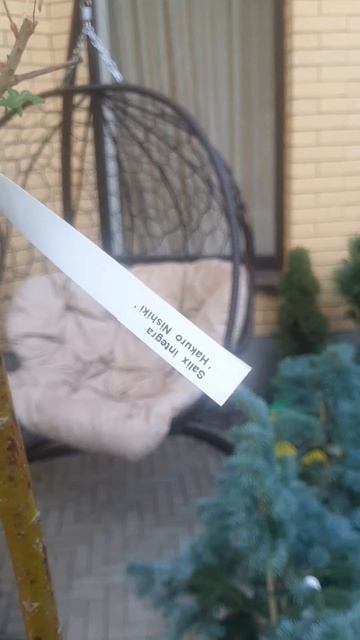 ❤🌲Ива Хакуро Нишики на штамбе
✔Продажа растений в макс и телеграм канале:https://t.me/love_is_hvoiny
