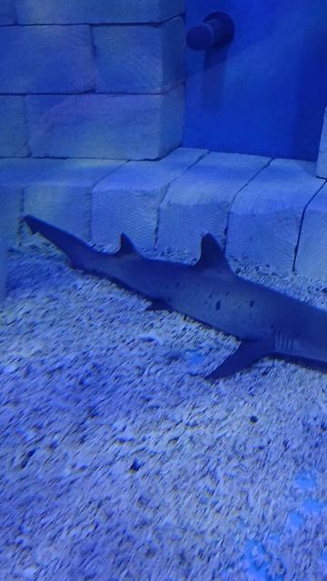 Океанариум, акула кайфует 👍💖🦈