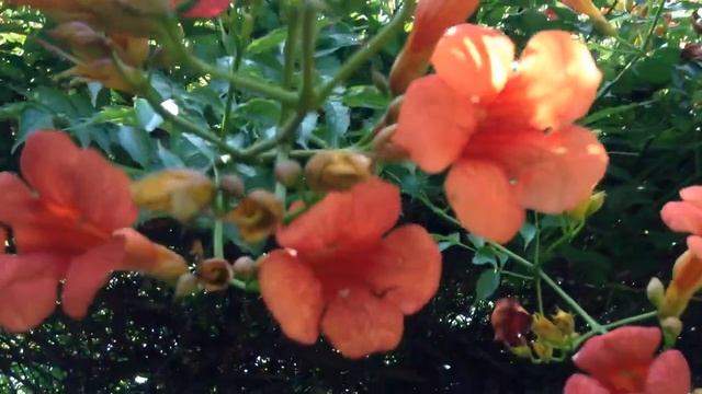 Я здесь живу!Наш южный дворик.как цветёт кампсис_
