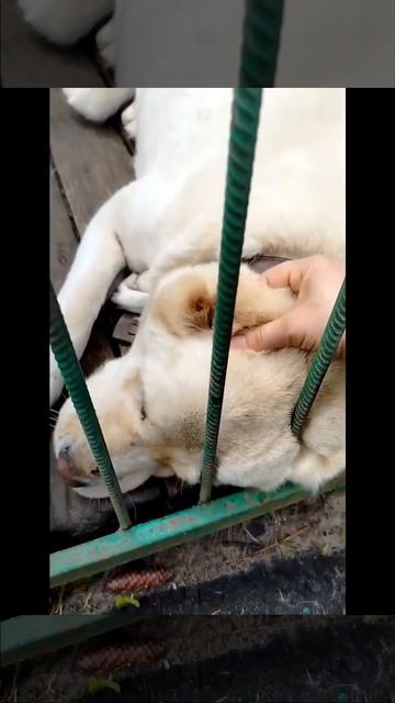 Нежный компаньон САО Бонита 🌸🔎7⃣Ю 🏠❗ Пост в описании 🎥 #сао #собака #animals #алабай #любовь