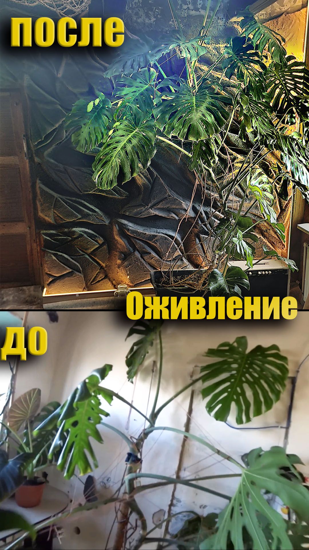 Оживляю гигантскую монстеру с Авито за 4000₽