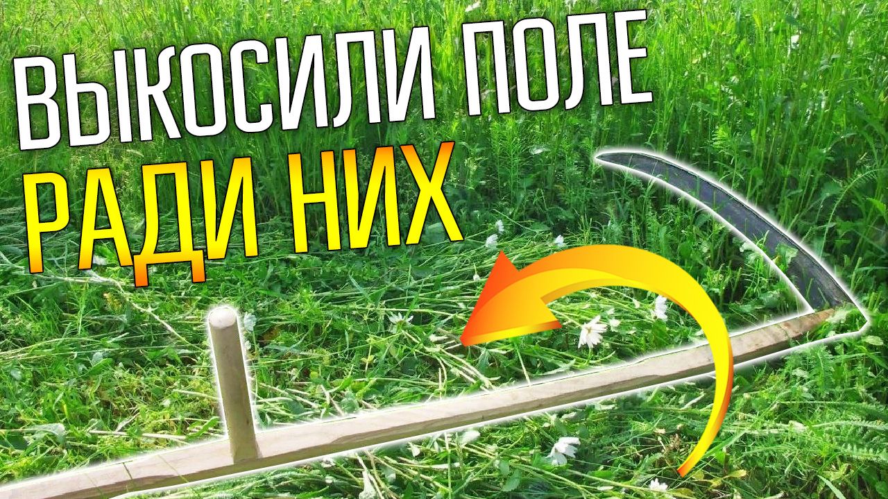 ПОИСК МОНЕТ И СТАРИНЫ НА СКОШЕННОМ ПОЛЕ  Ходим по старинному броду