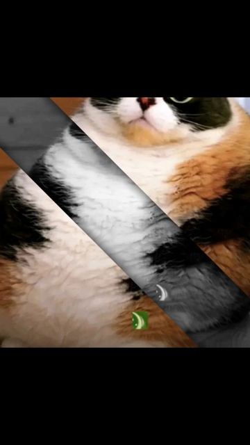КАКОЙ ПО ЩЕТУ ЭТО УЖЕ ЭДИТ НА КОТОСТЬ