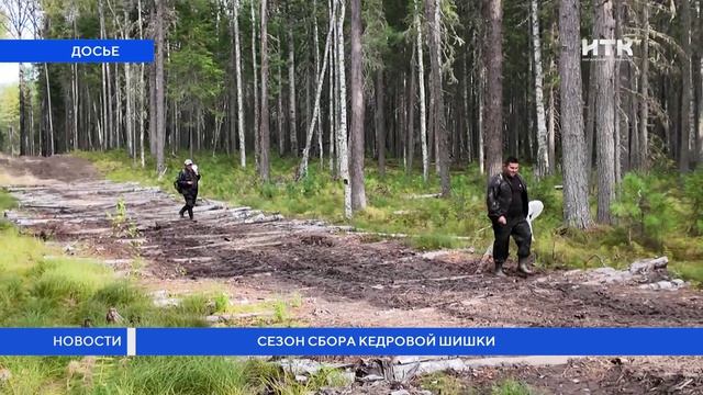 Сезон сбора кедровой шишки