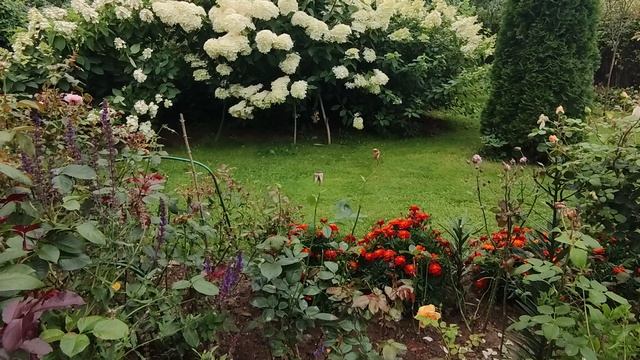 Гортензии в саду. Продолжение. Ленинградская область.