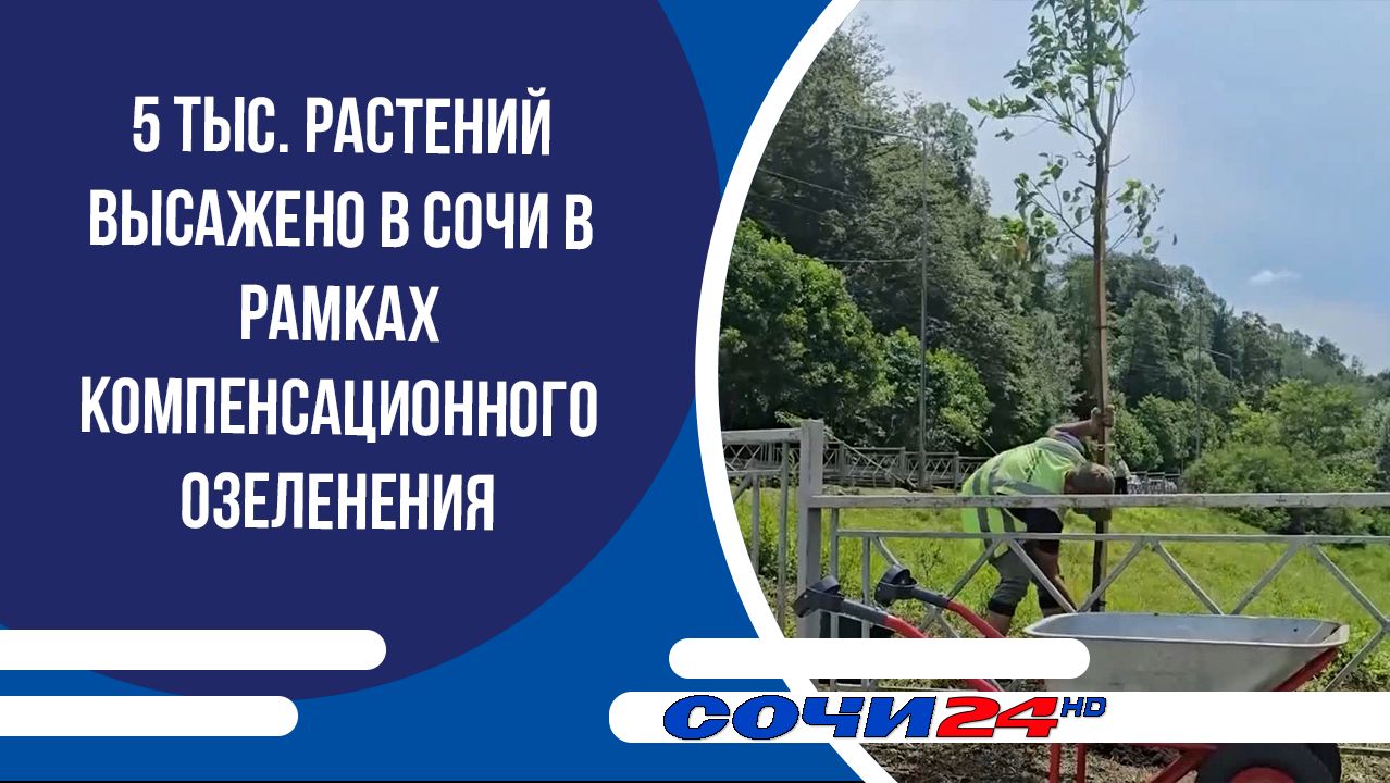 5 тыс. растений высажено в Сочи в рамках компенсационного озеленения