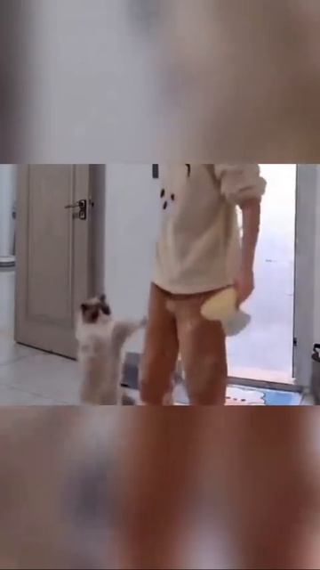 Смешные котики