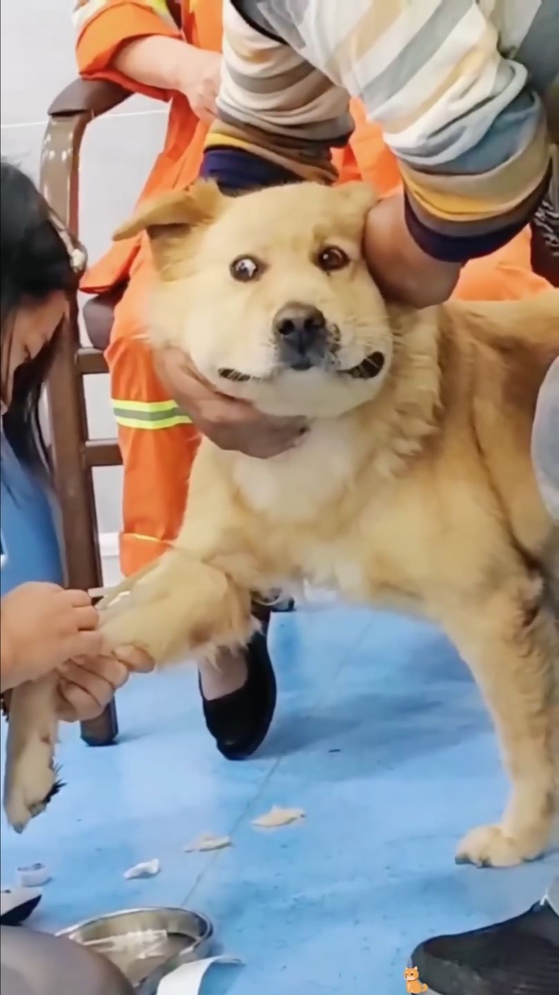 Dog Afraid Of Doctors #dog #funny #afraid #funnydog #doctor #fyp #funny#funnyvid