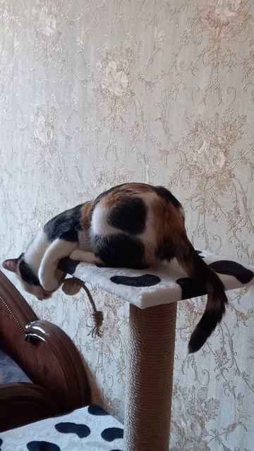 Кошка игривая Муся