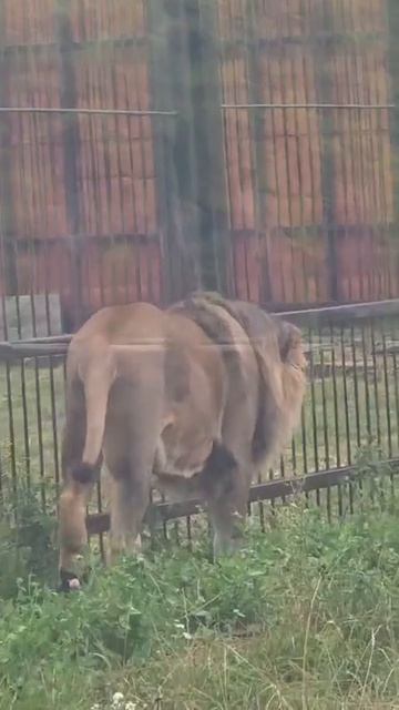 AKOH9367_24.08.2026_Видео от Светланы