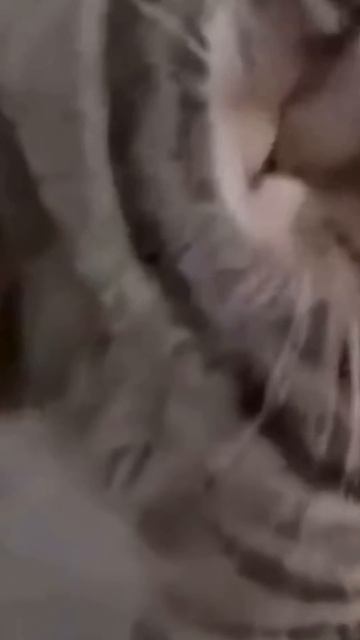 Удивительные животные
