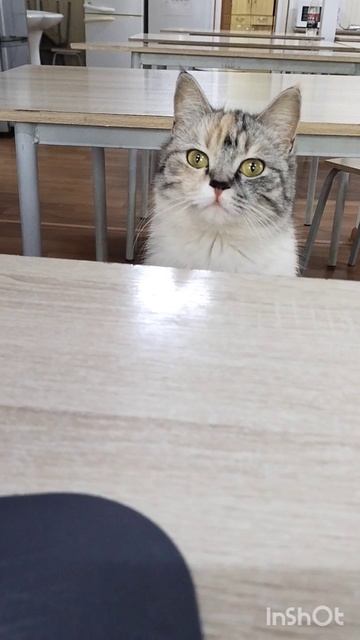 Кот автортет