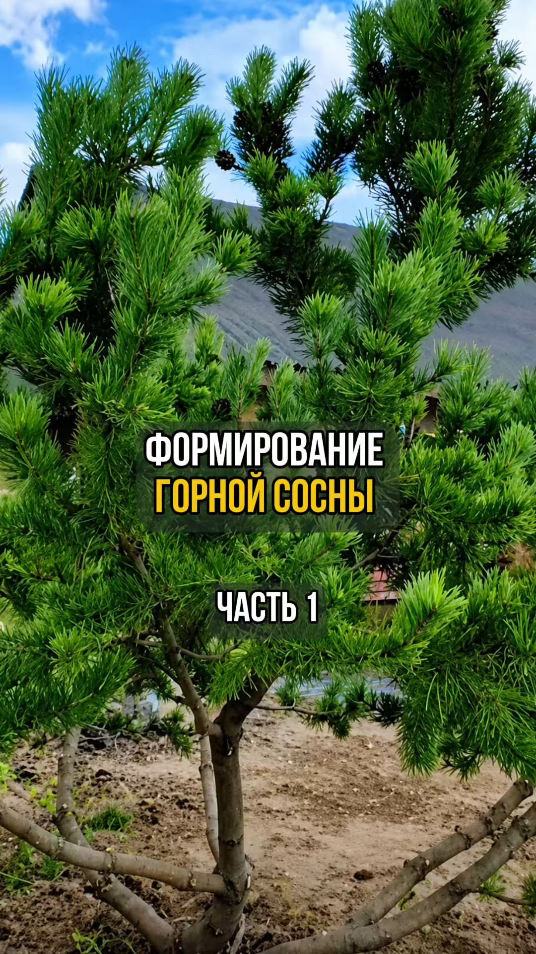 Формирование горной сосны. Часть 1