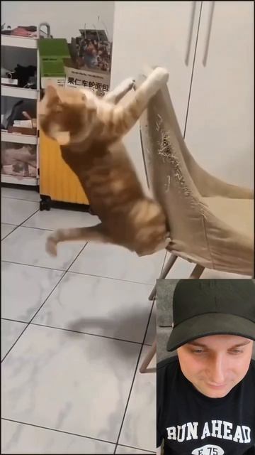 Милые котики.