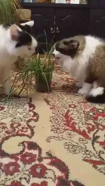 Муся и Вася...)))