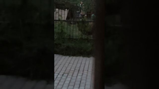 DPTT7087_23.08.2026-Видео от Светланы