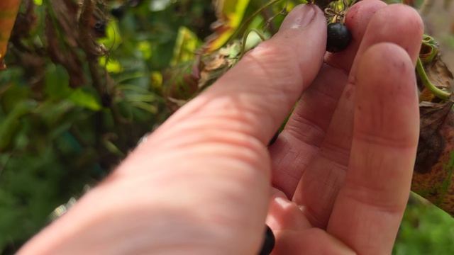 ЕМ ВСЁ В ОГОРОДЕ 👨🌾 ПРЯМ С КУСТА И С ГРЯДКИ
