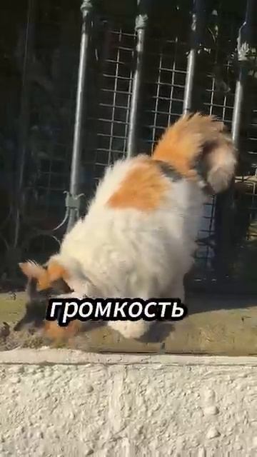 Коты мяукают для людей