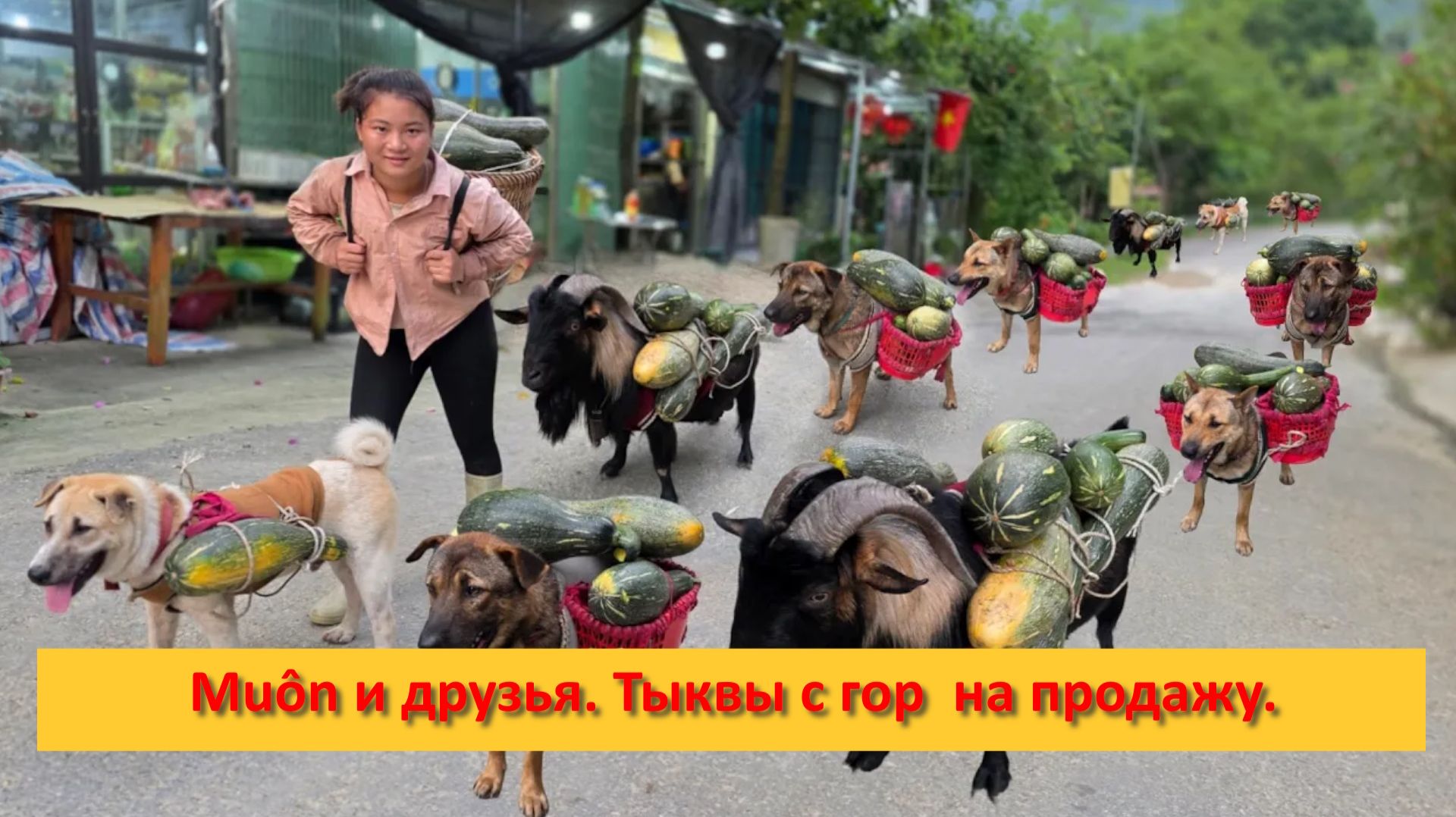 Muôn и друзья из Вьетнама. Тыквы с гор  на продажу.
