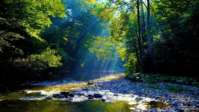 Звуки природы леса и реки. _ Тихая река, пение птиц — Расслабляющая атмосфера .